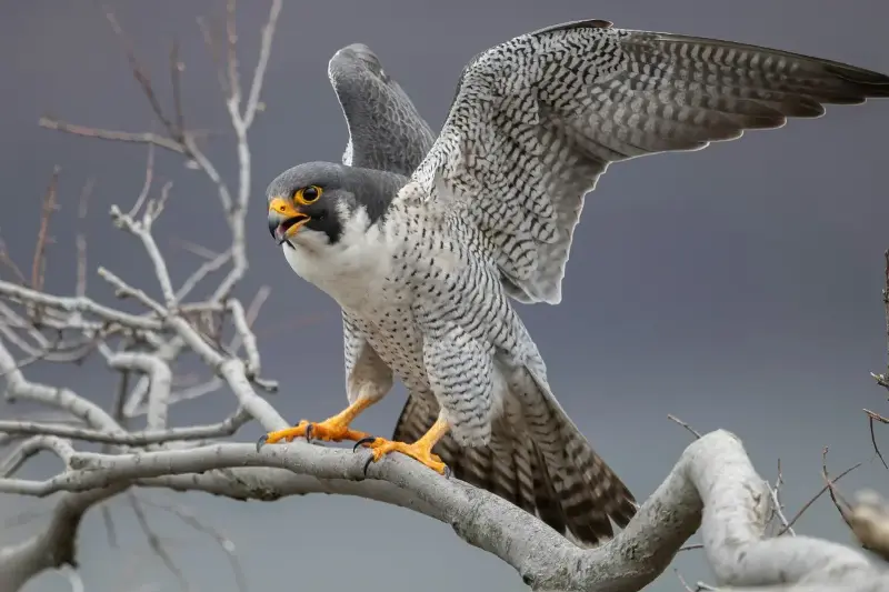 From Sky Dives To Lightning Reflexes: Peregrine Falcon’s Record-Breaking Race Against Gravity