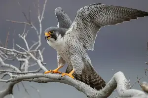 From Sky Dives To Lightning Reflexes: Peregrine Falcon’s Record-Breaking Race Against Gravity