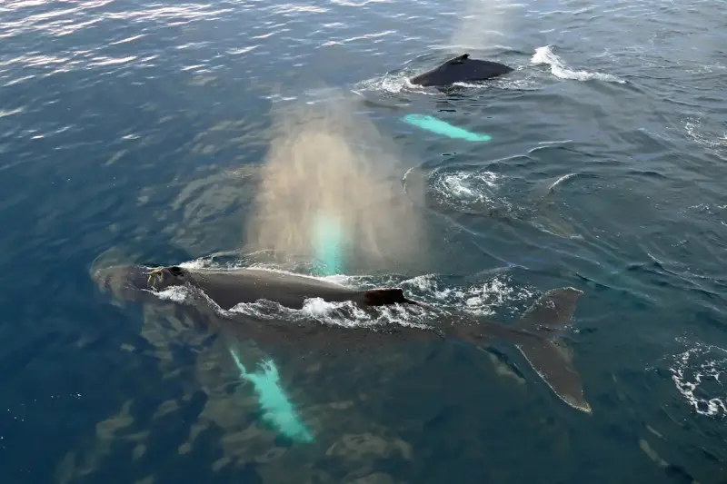 Impacto global: bióloga revela conexiones entre la Antártida y sus ballenas