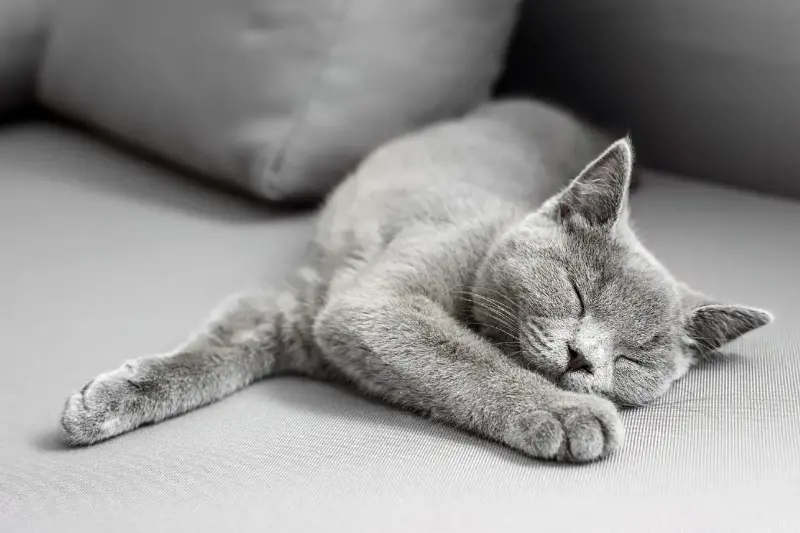 ¿Tu gato es gris? Expertos revelan que podría ser negro debido a un gen particular