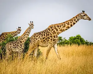 Giraffes’ Tall Tales: Why Life Five Meters Up Is Full Of Wonders And Challenges