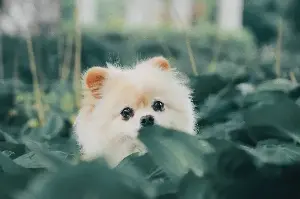 Discover The Top 5 Smartest Dog Breeds That Are Perfect For First-Time Pet Owners