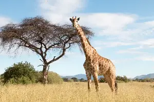 Giraffe’s Enigmatic Neck: Evolutionary Wonder Or Nature’s Mystical Blueprint Unraveled?