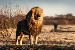 Roaring Royalty: Fascinating Secrets Behind The Real Life Of Lions In The Wild