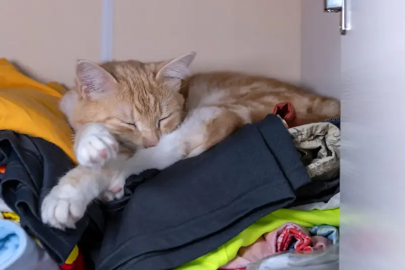 No Solo Comodidad: Descubre por Qué los Gatos Duermen sobre tu Ropa