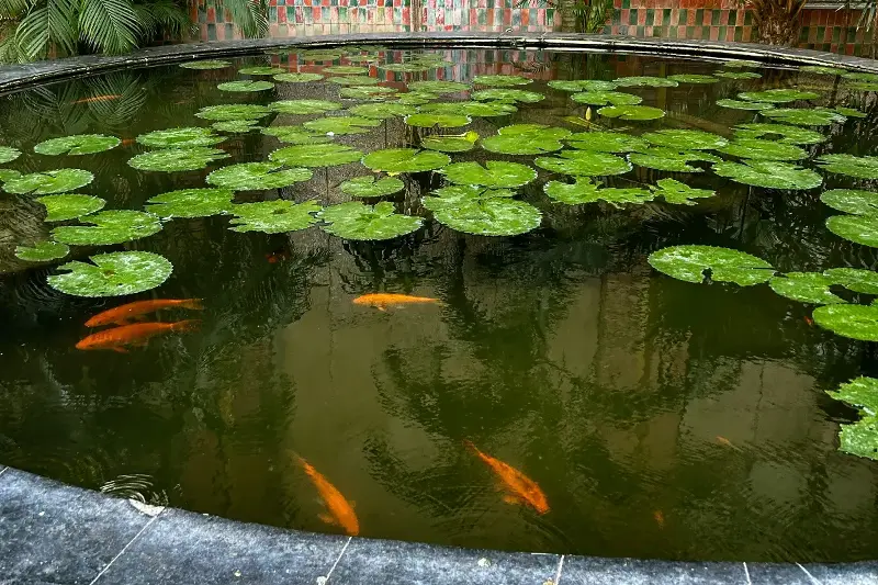 Schützen Sie Ihren Gartenteich: So bleiben Ihre Fische sicher und gesund