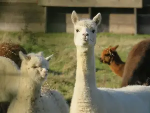 Alpaca Adoration: How Goofy Charm Turned These Fuzzy Icons Into A Global Phenomenon