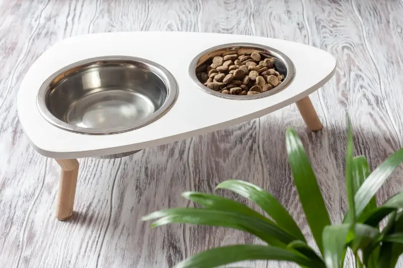 Expertos Afirman: ¡Comida y Agua de Gatos en Habitaciones Diferentes es Clave!