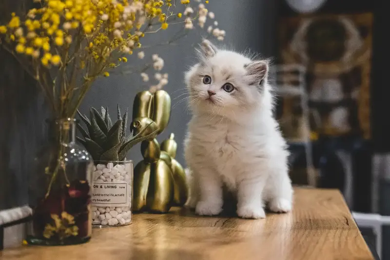 The Secret World Of Kittens: Heartwarming Facts That Will Melt Animal Lovers Worldwide