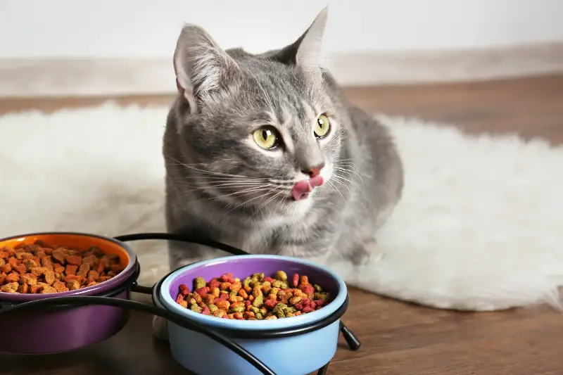 Makanan Kucing Basah Atau Kering: Mitos yang sering buat pemilik keliru dan fakta penting untuk si bulu