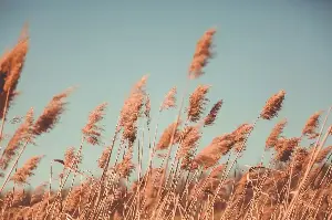 Discover The Remarkable World Of Reeds: Nature’s Architects With Surprising Global Stories