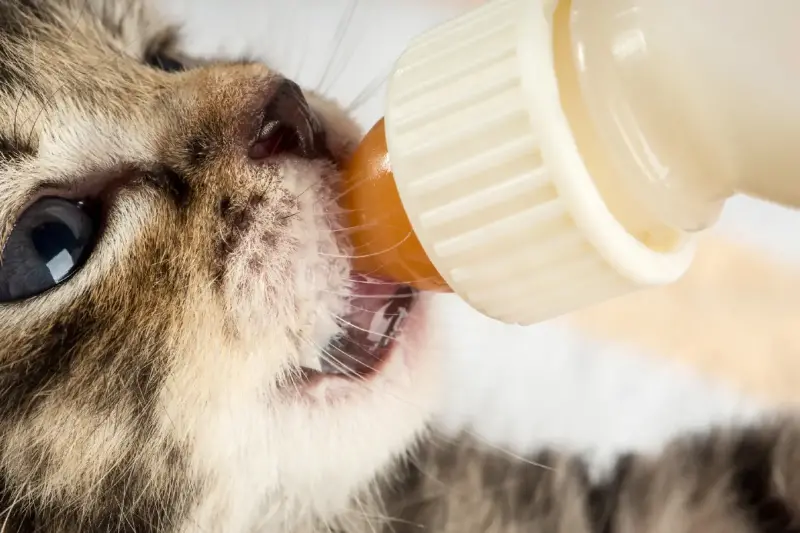 Guía Segura: Cómo Alimentar a un Gatito Recién Nacido con Biberón