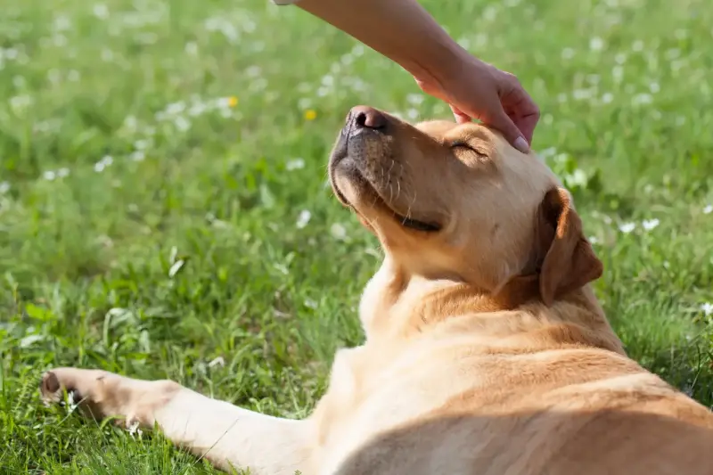 Amor por mascotas: "No juzgan y brindan compañía incondicional"