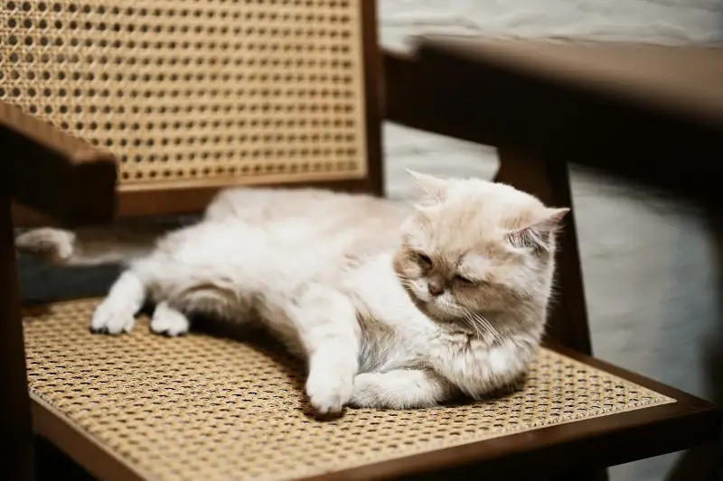 A Fascinante Tranquilidade do Exótico de Pelo Curto: Um Gato que Atraí Todos Com Seu Caráter Agradável e Fiel