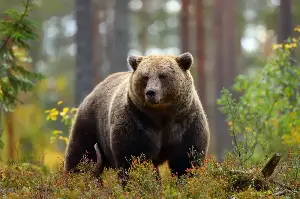 Grizzly Bears Exposed: Extraordinary Facts About Survival Skills And Unique Hibernation Abilities