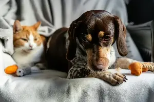The Secret To Vibrant Pets: Essential Nutrition Tips Every Loving Owner Should Know