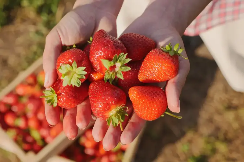 Quelques morceaux de fraise, équivalent à un kilo d'orange