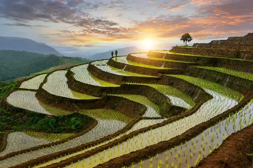 The Green Revolution’s Hidden Legacy: Why Agricultural Modifications Could Be Both A Promise And Possibility For Our Planet 🚜🌎