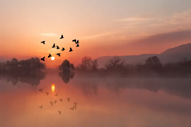 El enigma del descanso en vuelo: así duermen las aves sobre el océano