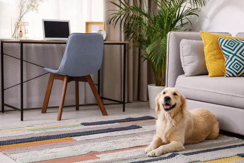 ¿Por qué los perros sacuden la cabeza? Descubre las posibles razones detrás