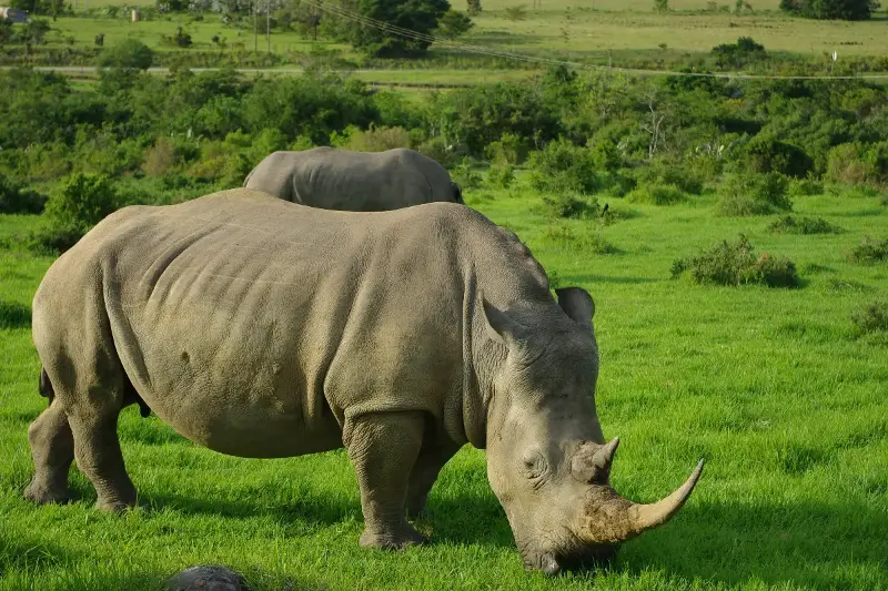 Nature’s Ironclad Wonders: How Rhinos’ Habits And Hidden Strength Shape The Wild