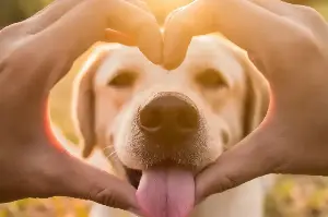 Five Genius Dog Breeds That Will Absolutely Amaze Any Pet Lover