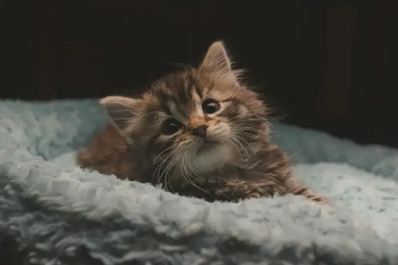 Are Cats Secretly In Charge? The Fascinating Reasons Behind Feline Authority