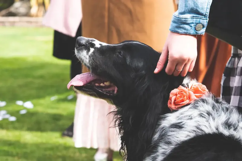 how new zealanders train their puppies for happy homes