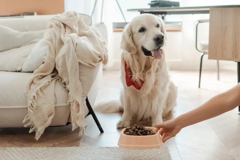 Evita Estos Errores Comunes si tu Perro Pierde el Apetito
