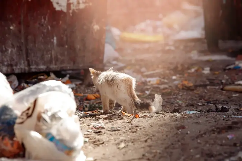 Peut-on élever un chat de gouttière ?