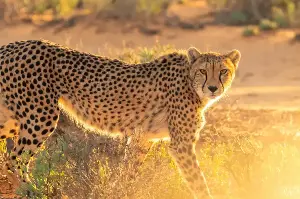 Speed Secrets: Fascinating Facts About Cheetahs and the Extraordinary Evolutionary Traits That Make Them Fast