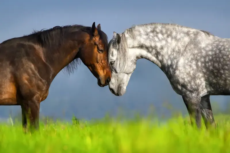 El Lenguaje Animal: La IA Revoluciona Nuestro Entendimiento de Otras Especies