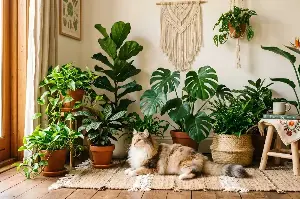 Breathe Easier Today: A Simple Guide to Growing and Caring for Indoor Plants at Home
