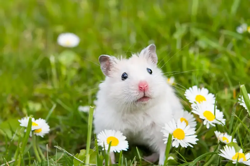 Surprising Mistakes Every First-Time Hamster Owner Makes And How To Avoid Them