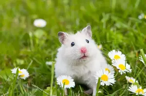 Surprising Mistakes Every First-Time Hamster Owner Makes And How To Avoid Them