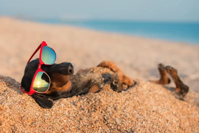 Cane e caldo, gli errori che si ripetono ogni estate: cosa evitare per non mettere a rischio il tuo amico