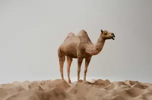 The Camel’s Secret Powers: Desert Survival Like You’ve Never Imagined Before