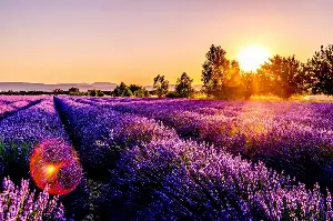 Why Lavender Is Loved Worldwide: Mysteries, Healing Powers, And Timeless Beauty