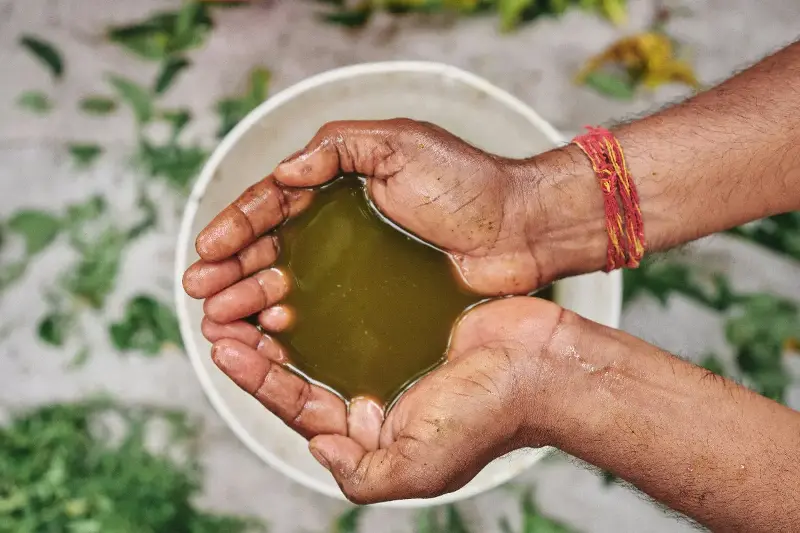 O Poder das Ervas Medicinais em Rotinas de Beleza: Descubra Ingredientes Naturais que Transformam Sua Pele