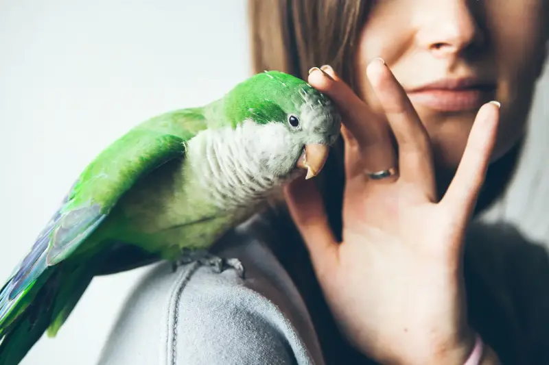 Comment reconnaître un perroquet qui manque de stimulation