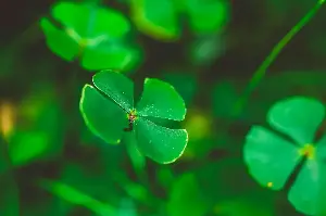 The Lucky Charm Story 💚 Behind The Four-Leaf Clover’s Timeless Magic And Meaning Worldwide 🍀