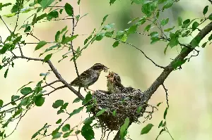 Nature’s Engineering Geniuses: Fascinating Facts Behind The World’s Most Ingenious Animal Homes