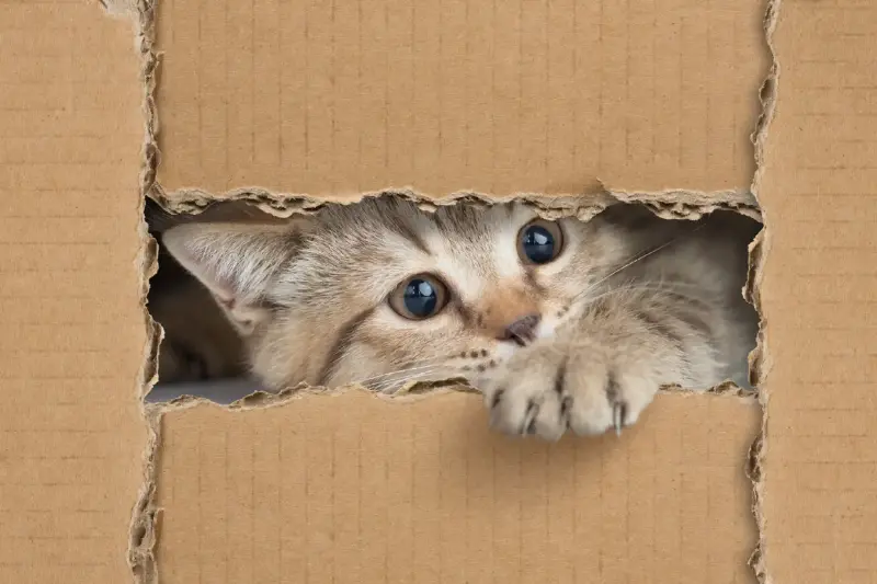 La Caja de Cartón: El Juguete Ideal que Relaja y Da Seguridad a tu Gato