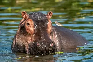 Hippo Wonders: Why The Water’s Mightiest Mammal Is So Much More Than Meets The Eye
