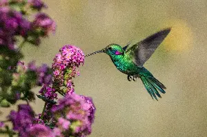 Unbelievable Hummingbird Facts: High-Speed Wings And A Record-Breaking 1,200 BPM Heart Rate