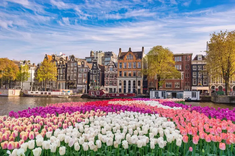 Chasing Blossoms: The Ultimate Month-By-Month Guide To The World’s Most Dazzling Flower Fields
