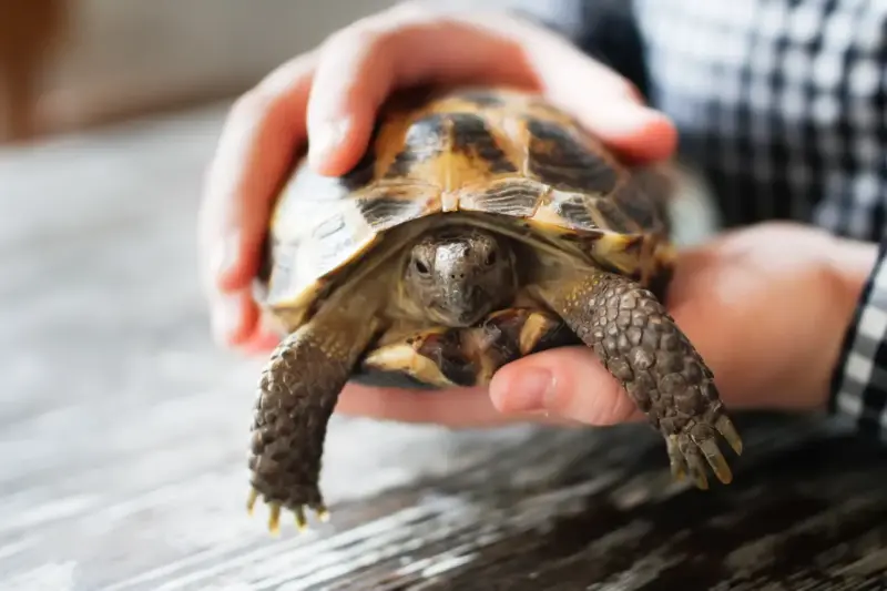 Le boom des nouveaux animaux de compagnie comme les rongeurs et les reptiles