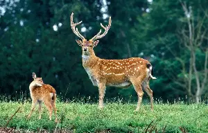 The Enchanting Sika Deer: Graceful Beauty And Serene Silence In The Heart Of Ancient Forests
