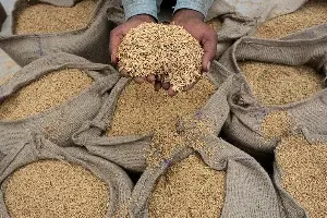 Japan passes a new law, marking a major turning point in national rice reserves.