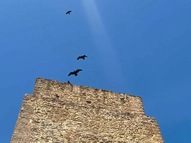 Iberdrola impulsa una acción para proteger al ave 'ibis eremita' en la planta de Cespedera